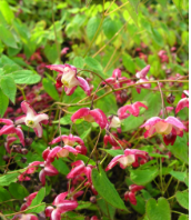 Horny Goat Weed Extract