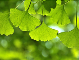 Ginkgo Biloba Powder