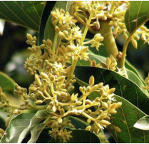 Muira Puama Powder