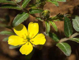 Tribulus Terrestris Extract